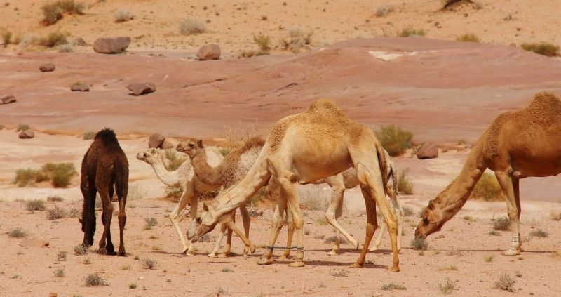 Wadi Rum